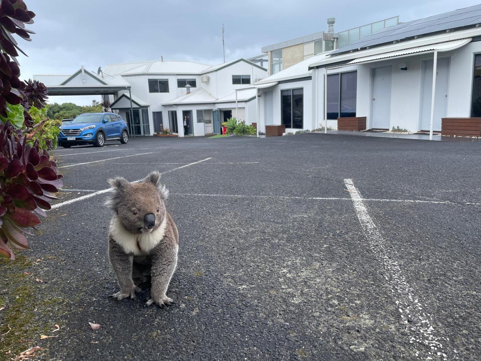Coastal Motel Apollo Bay Dış mekan fotoğraf